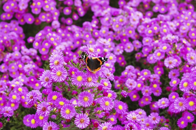 Flowering ground covers bring butterflies to the garden.