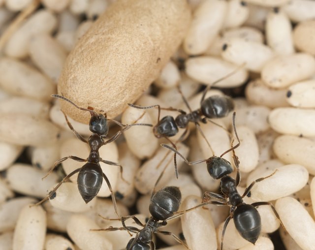 black ant eggs