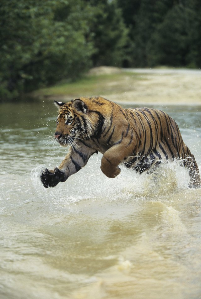 List of Endangered Animals in India (with Pictures) | eHow List of Endangered Animals in India (with Pictures) | eHow