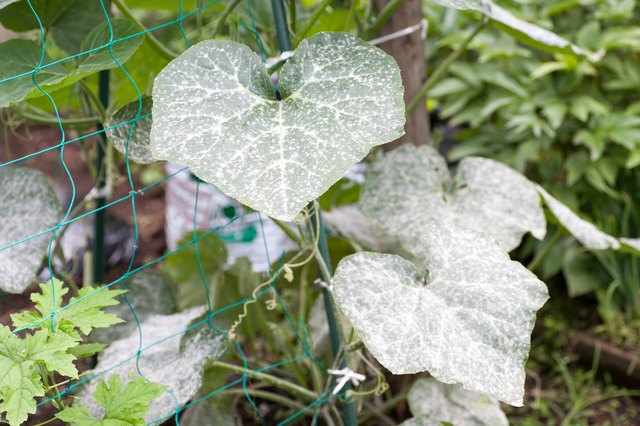 Powdery mildew may affect plants' stems, flowers and fruit as well as their leaves.