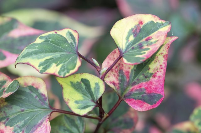 The foliage of the chameleon plant smells a bit like lemons.