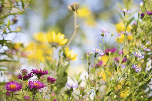 Mix native grasses and wildflowers in a prairie garden.