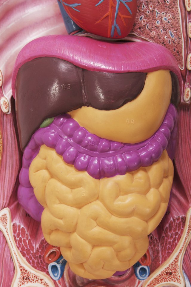 Anatomical model of stomach