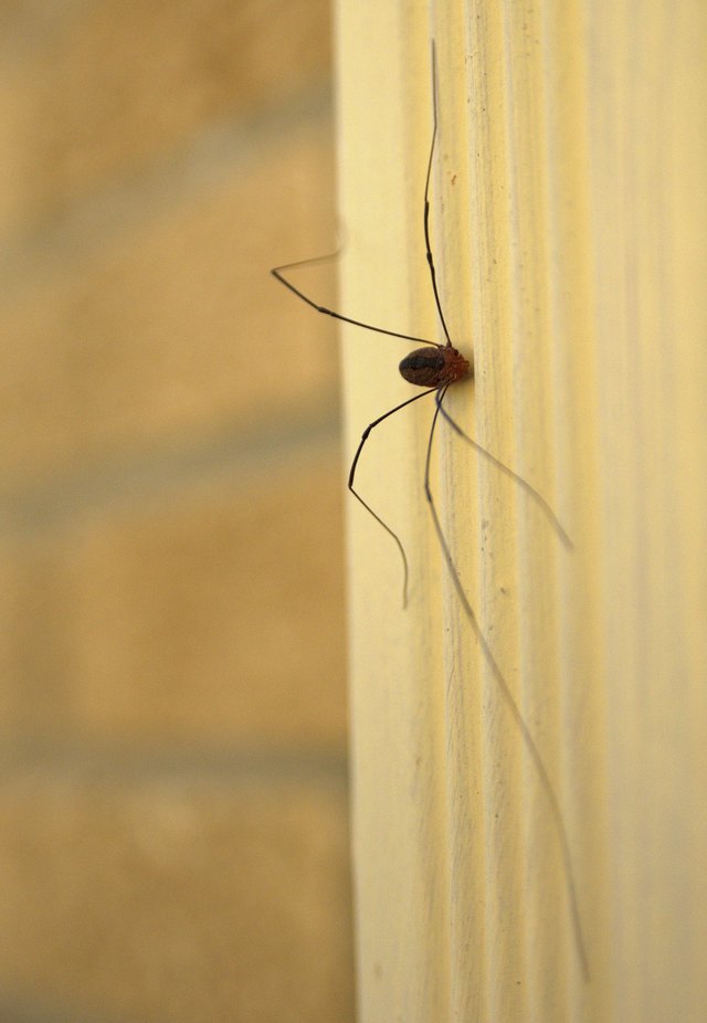 A daddy longlegs crawls down a rain gutter.