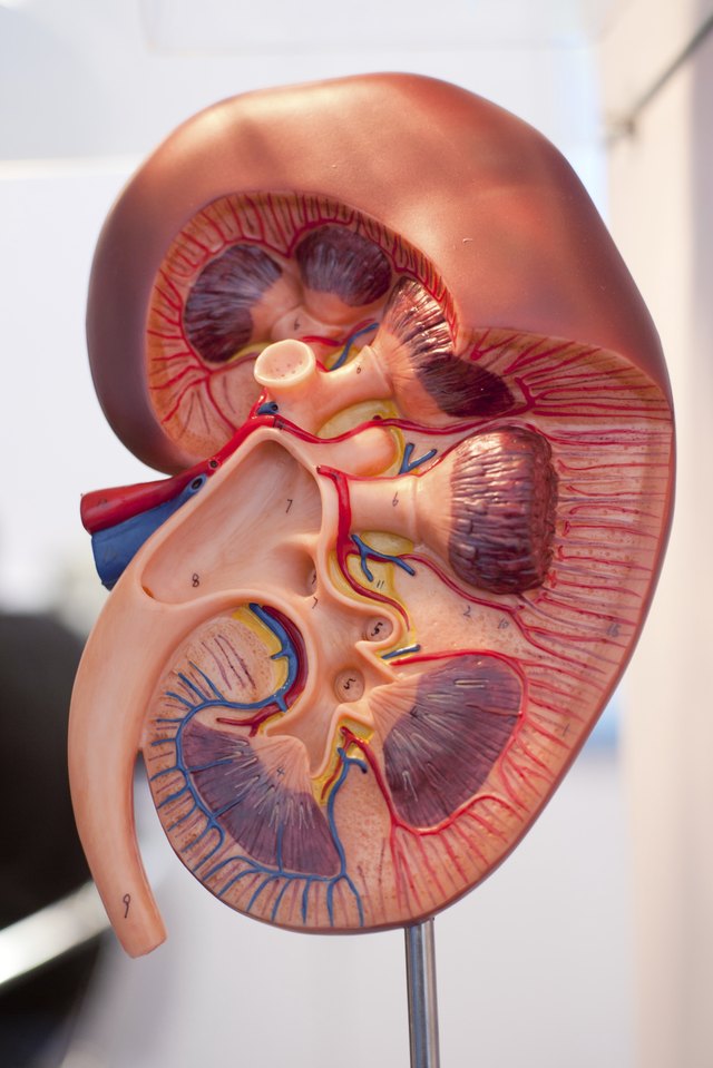 Model of kidney