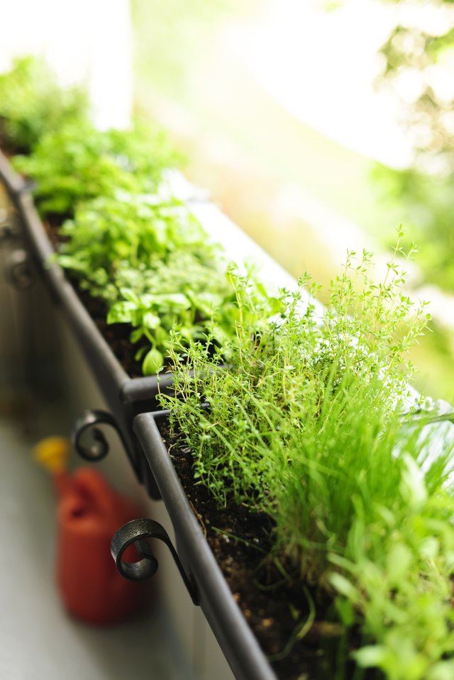 Place an herb garden in a window box.