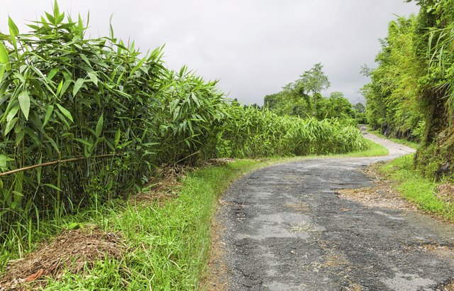 Sugar cane fields between Shillong and Cherrapunjee in north east India is the wettest place on earth.