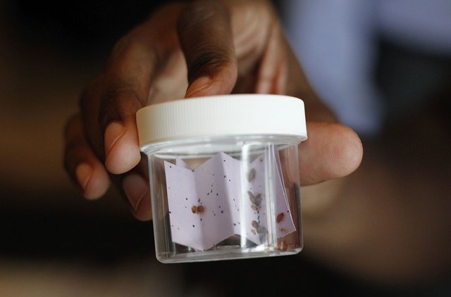 Bedbugs pose a health risk to humans.