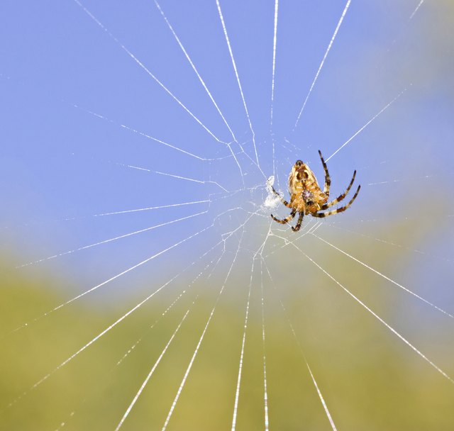 An orb weaving spider.
