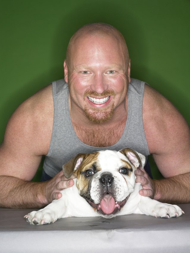 American Bulldogs are closely related to dogs used for bull baiting in England.