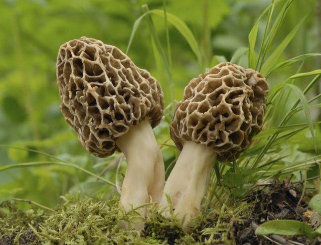 Common morels are the color or raw honey.