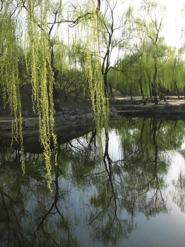 Corkscrew willows growing on the bank of a pond.
