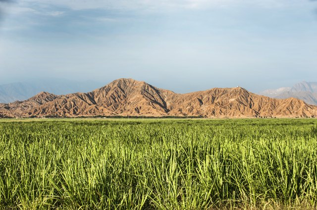 A sugar cane field in Peru.