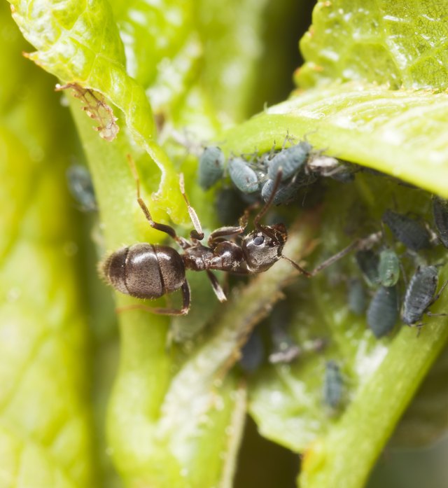 Black ant eating aphids
