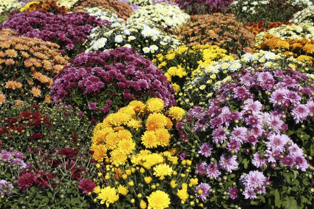 Mums may be perennials or annuals.