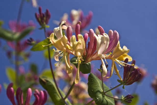 Vines like evergreen honeysuckle offer foliage, fragrance and flowers.
