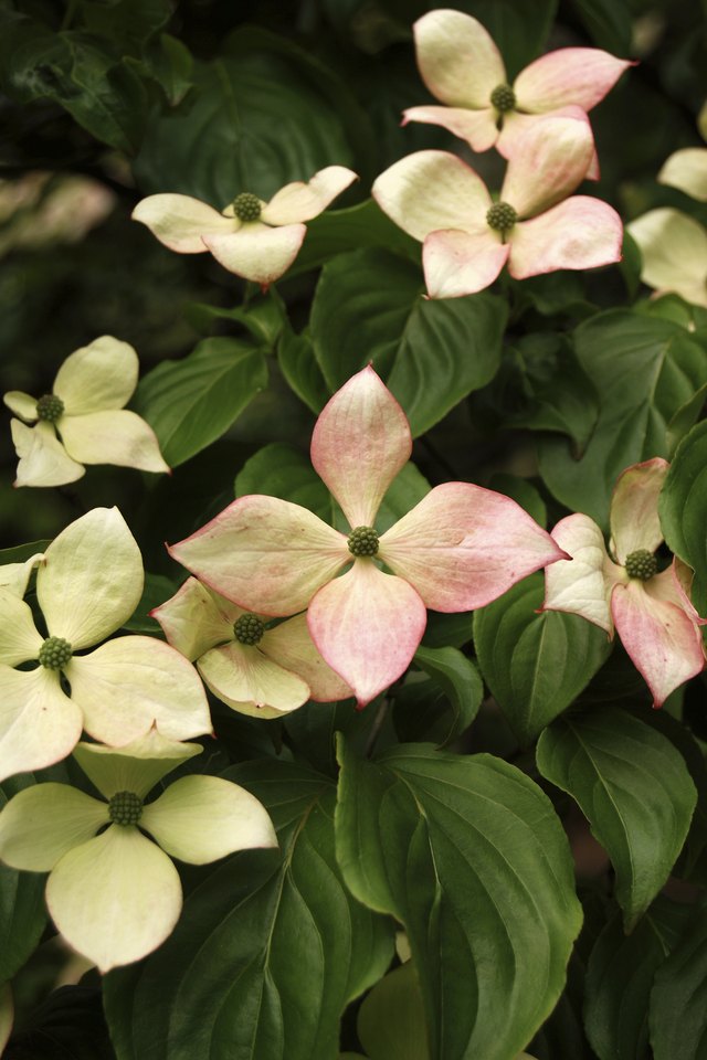 A close-up of dogwood leaves and flowers.