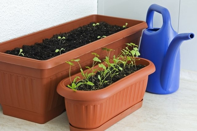 Start balcony edibles from seed or opt for starter plants.
