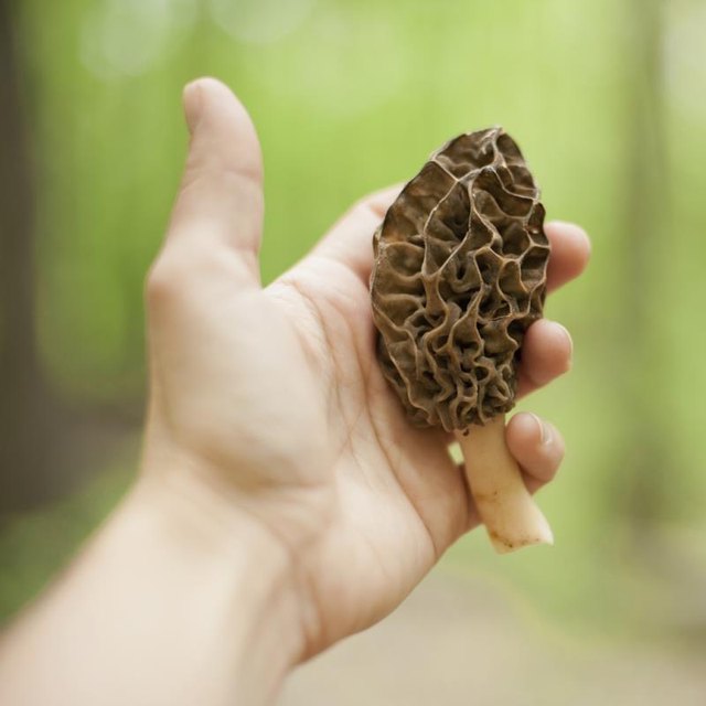 Getting your hand on a morel is a happy business.