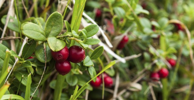 Cranberries come from a dwarf shrub evergreen plant.