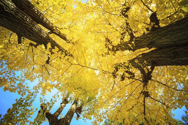 the-symbolic-meaning-of-the-ginkgo-tree-with-pictures-ehow