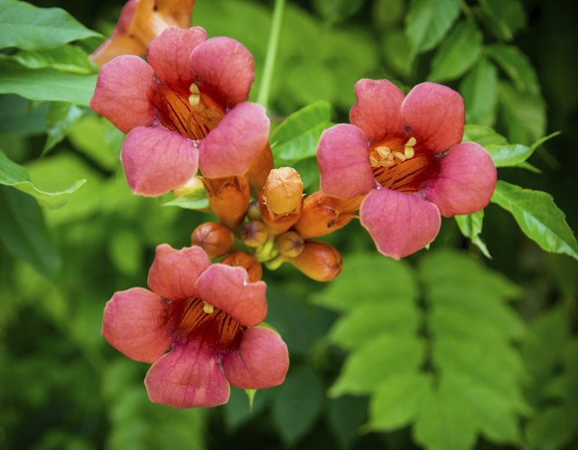 Trumpet vine needs plenty of sunlight to bloom.