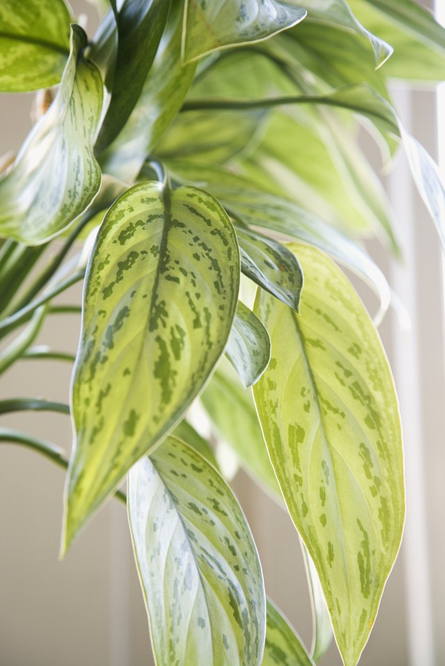 Chinese evergreen plant