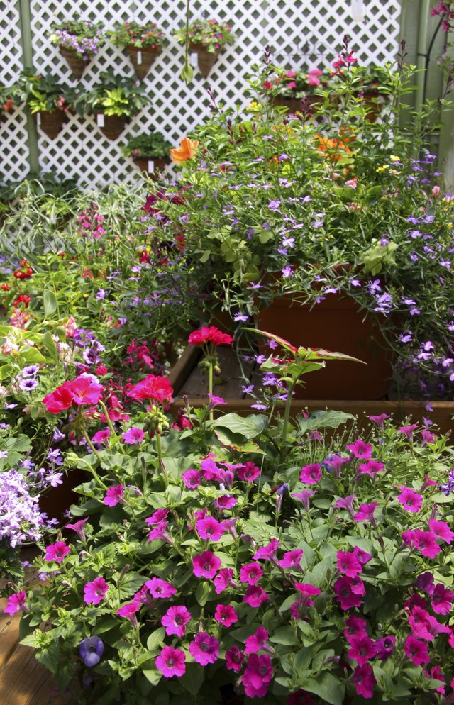 Perennials