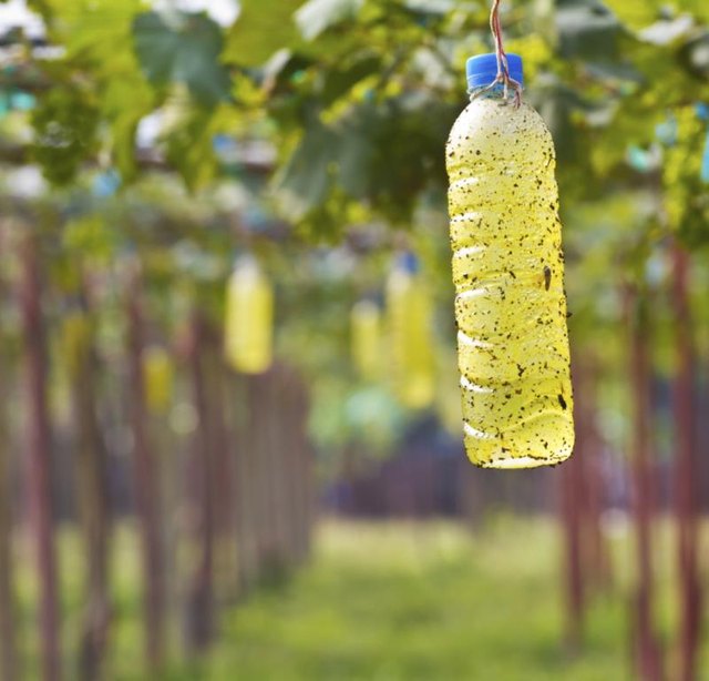 True bugs attracted to the color yellow include whiteflies, aphids and thrips.