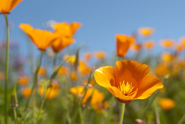 California's state flower tolerates dry soils.