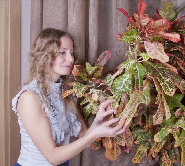 A woman tends to a large indoor croton plant.