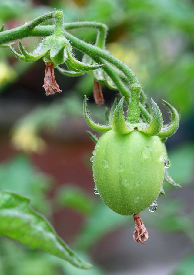 Small green tomato on vine