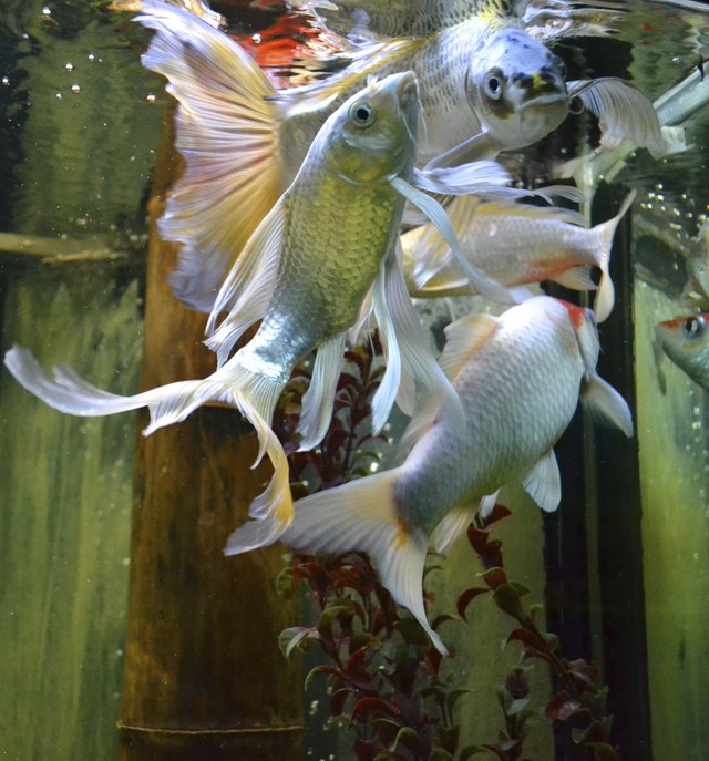 Goldfish swim to the surface of an aquarium.