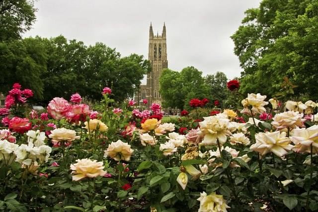 To grow flourishing roses, learn the basics of rose gardening.