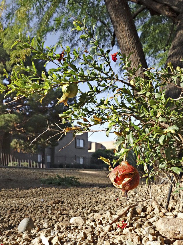 A dwarf pomegranite tree bearing fruit.