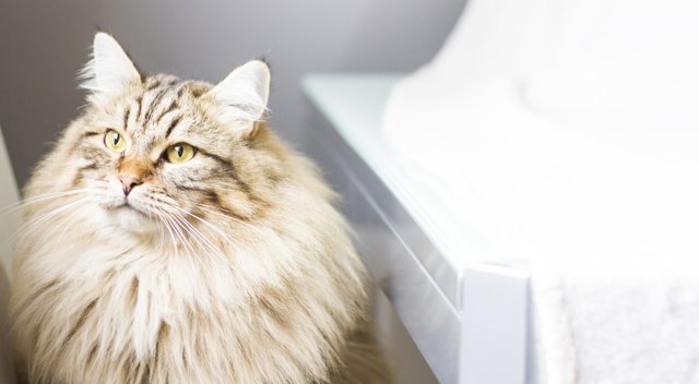 A Siberian cat sitting near a sunny window.