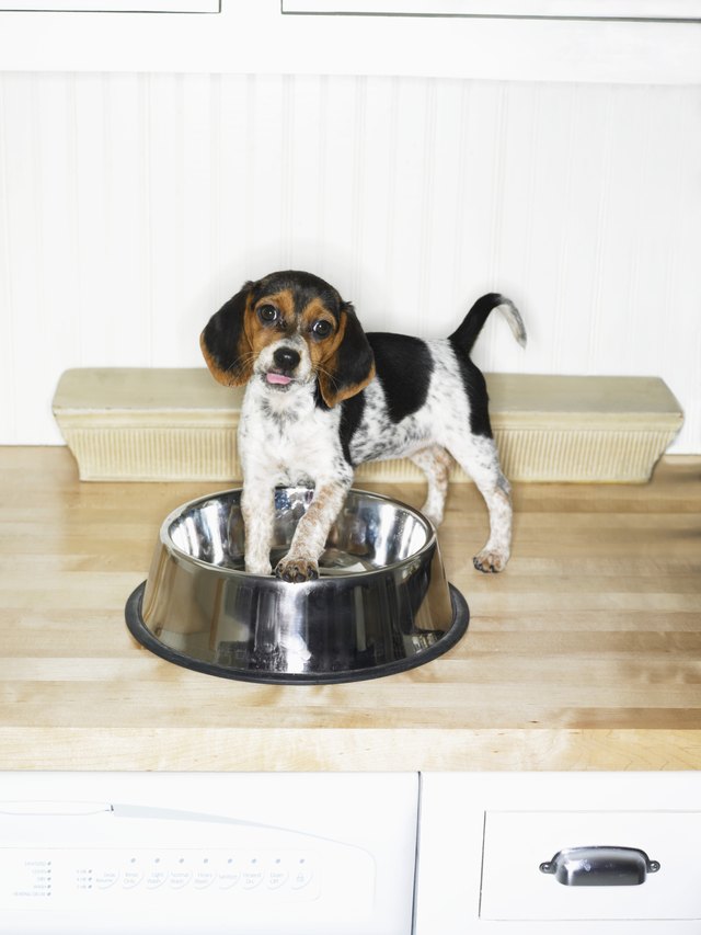 A young beagle. A young beagle.