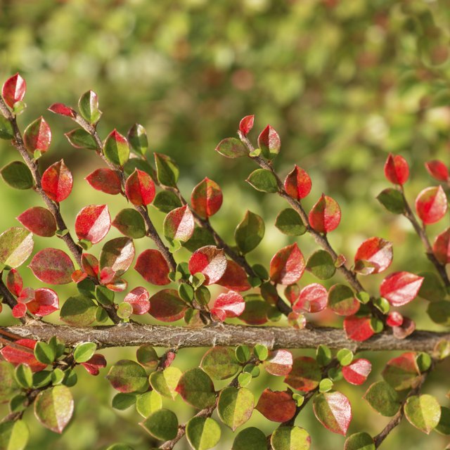 A close-up of hedge cotoneaster leaves in autumn.