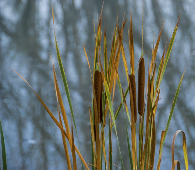 Cattails are part of the monocot group.
