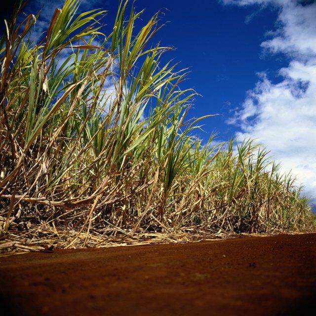 Almost 200 countries grow sugar cane. Almost 200 countries grow sugar cane.
