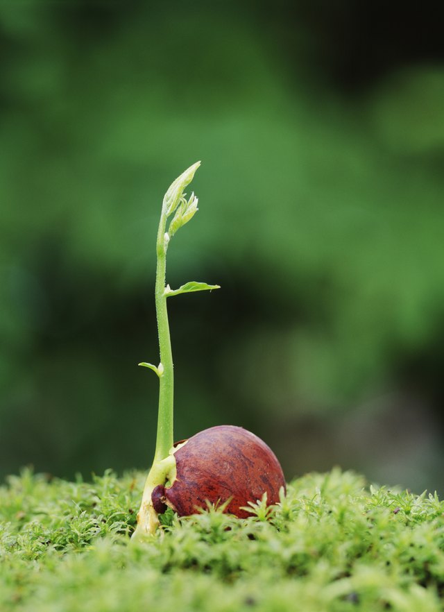 Fuji apple sprout.