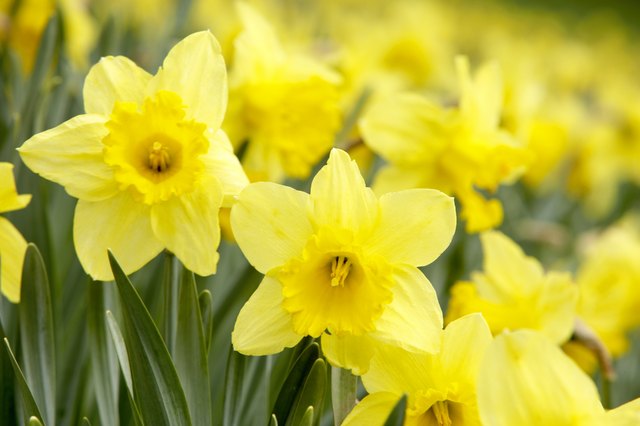 Daffodils are part of the asparagales family.