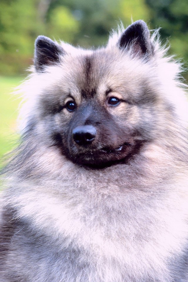 dogs that like to cuddle the breeds of dogs that like to cuddle most with pictures ehow dogs that like to cuddle the breeds of dogs that like to cuddle most with pictures ehow