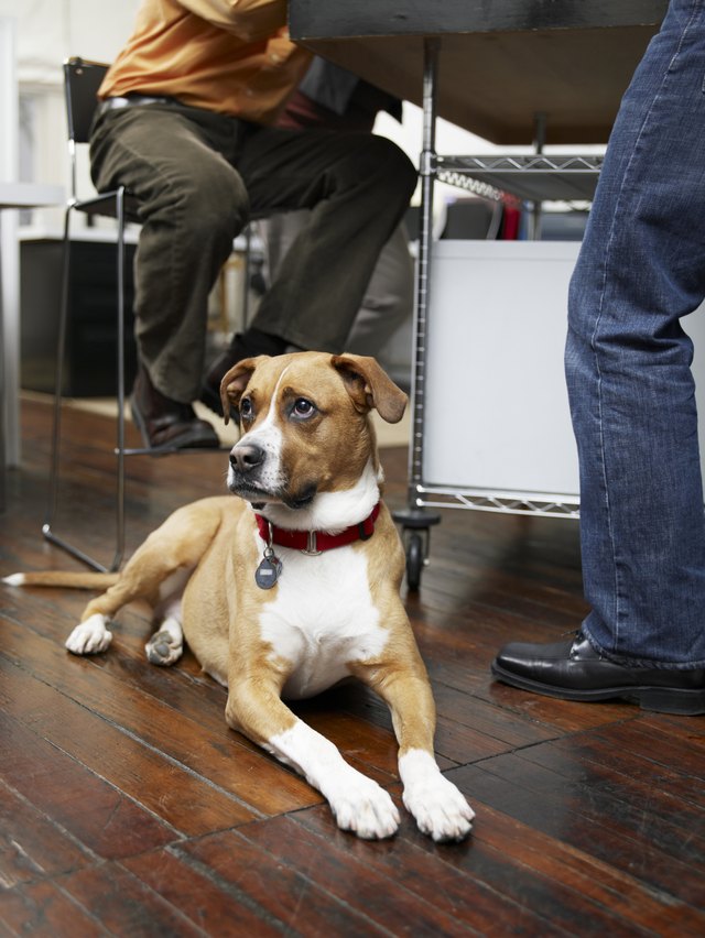 golden boxer laying patenting on wooden floor