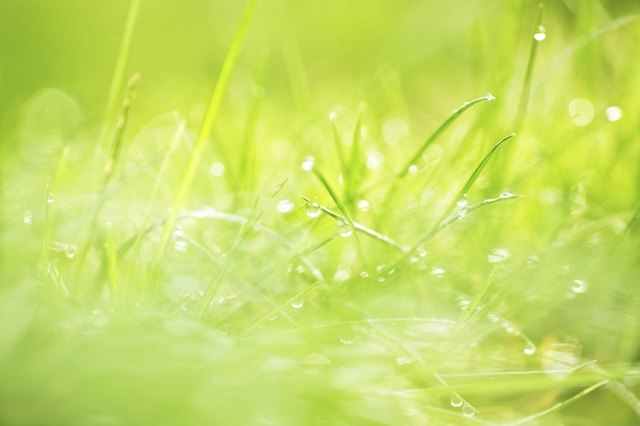 Some plants tolerate moisture better than others.