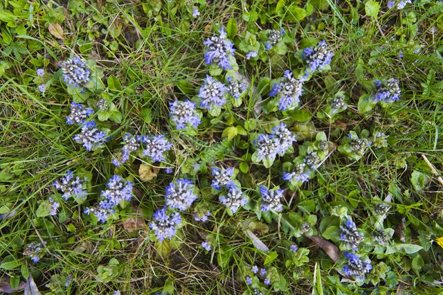 Carpet bugle is an evergreen ground cover that thrives in moist soil.