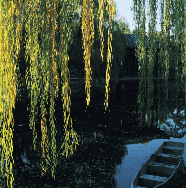 A wooden boat is anchored beneath the branches of a corkscrew willow tree.
