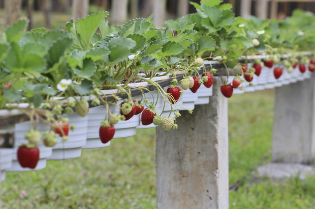 Everbearing strawberries grow well in containers.