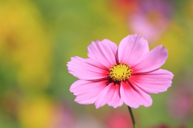 Sun-loving cosmos blooms from summer through fall.