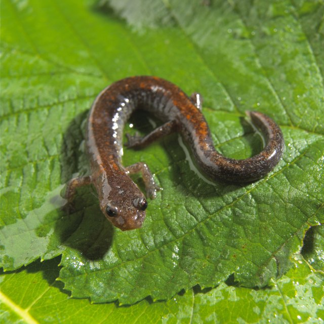 Luschan's Salamander on leaf